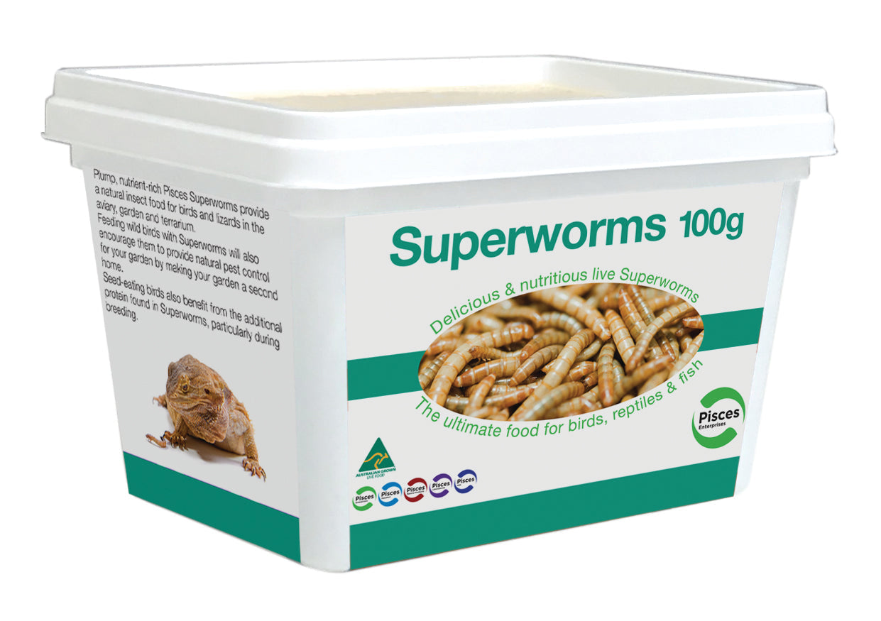 Pisces - Live Superworms (100g)