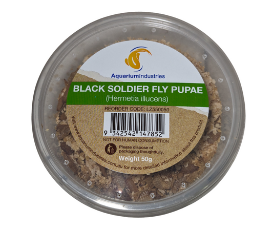 Live Black Soldier Fly Pupae (50g)