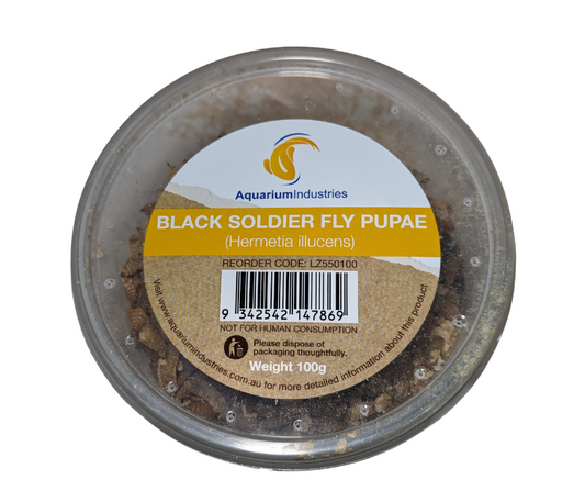 Live Black Soldier Fly Pupae (100g)